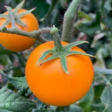 Yellow Cherry Tomato Seeds for Planting heirloom & Non-GMO Seeds